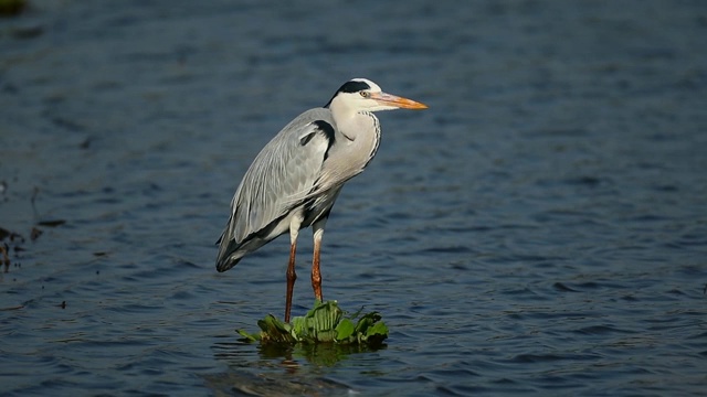 水中的苍鹭(Ardea cinerea)，南非克鲁格国家公园视频素材