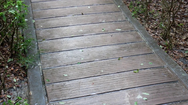 泰国雨季花园里的大雨。视频素材