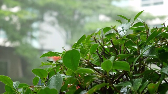 泰国雨季花园里的大雨。视频素材