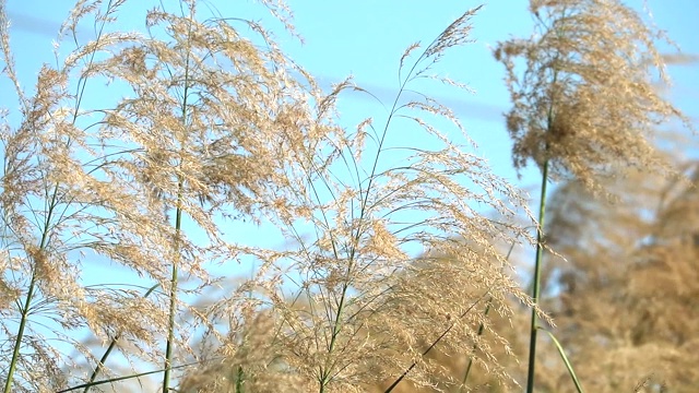 慢镜头金色的花草地和清澈的蓝天背景视频素材