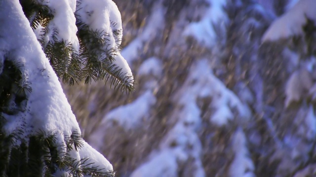 在冬季的暴风雪中，雪花落在被雪覆盖的云杉上视频素材