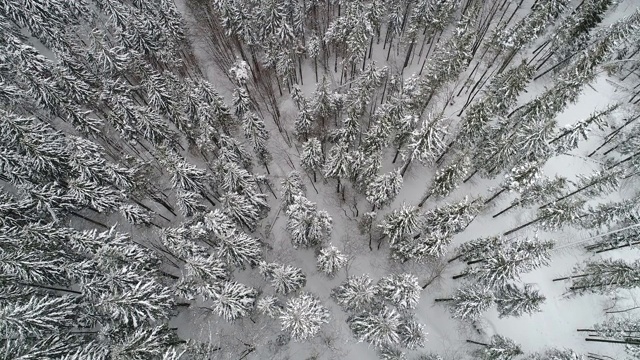 Winterland，在暴风雪中飞过冷杉树。冷,carpatian视频素材