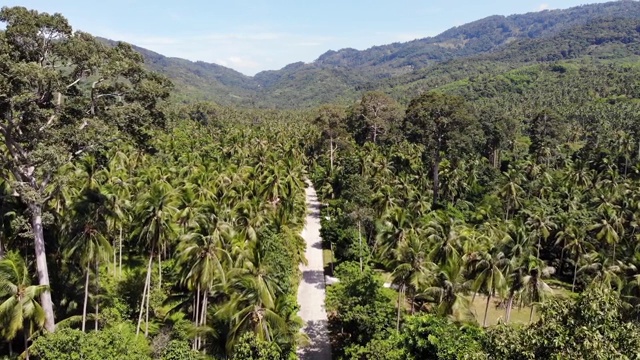 穿过椰子种植园的小路。泰国苏梅岛阳光明媚的日子里，穿过椰子树的公路。无人机的天堂山景观。在绿意中飞翔。森林砍伐。视频素材