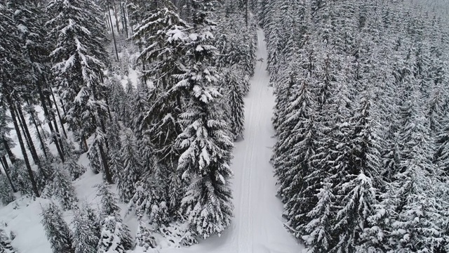 Winterland，在暴风雪中飞过冷杉树。冷,carpatian视频素材