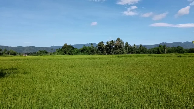 稻田领域视频素材