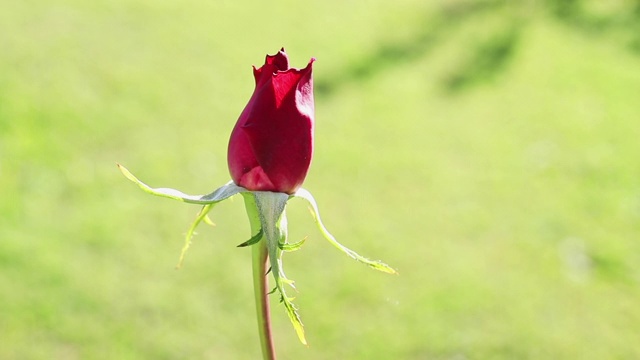 红玫瑰花蕾视频素材