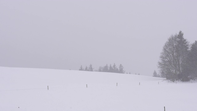 白雪覆盖的景观和白色的天空在黑森林德国视频素材