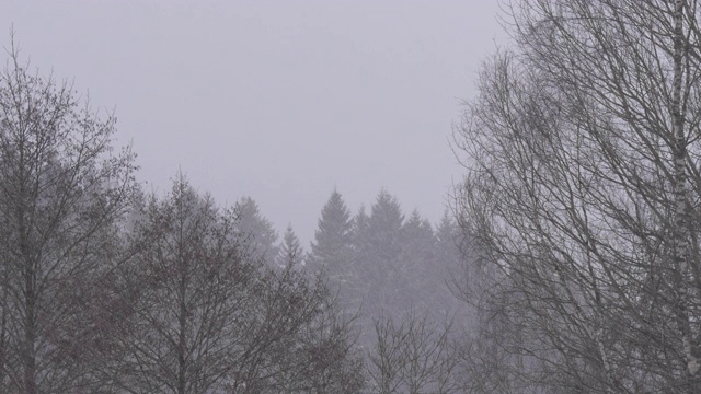 德国黑森林降雪视频素材