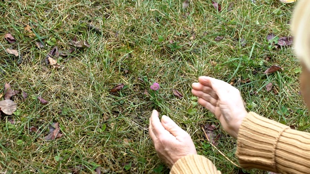 敬慕田间种花，爱护自然、生态的老年女性视频素材