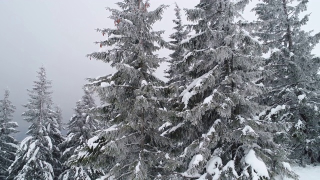 高大、浓密的老云杉生长在积雪的山坡上视频素材