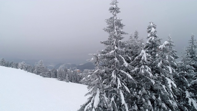 高大、浓密的老云杉生长在积雪的山坡上视频素材