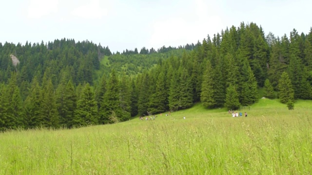 人们在具有开阔草地和常绿冷杉树的亚山区风景优美的地方呼吸新鲜空气视频下载