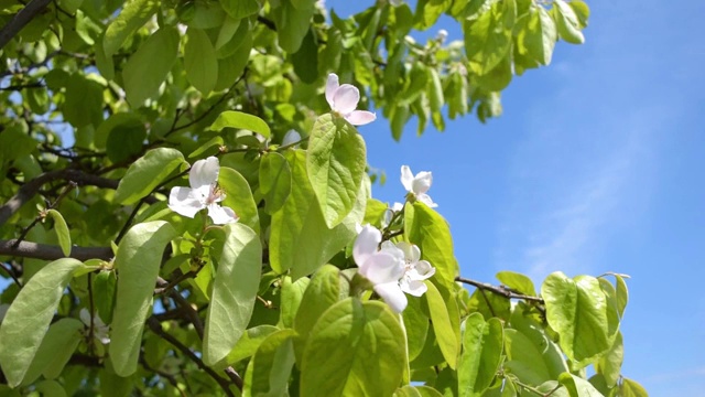 榅桲的花在风中摇曳视频下载