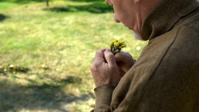 老年男子手捧黄色野花，老年回忆，享受大自然视频素材