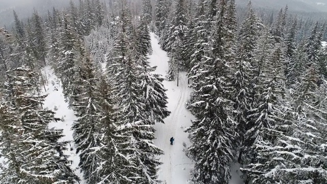 高大、浓密的老云杉生长在积雪的山坡上视频素材