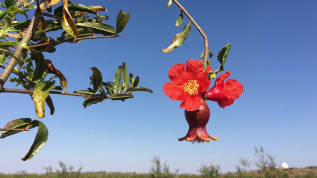 石榴果树花视频素材