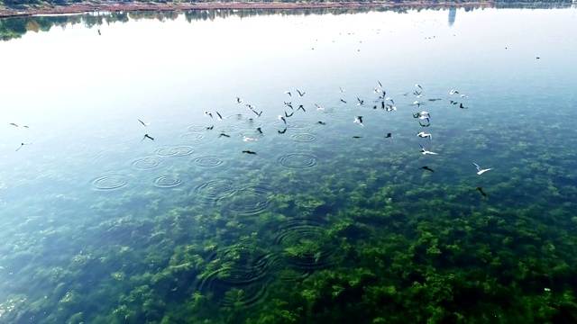 海鸥飞过湖面视频素材