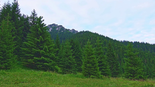 在斯洛伐克的Mala Fatra国家公园，靠近malyrozsutec山。夏日清晨，绿树成荫，森林清新，田园风光。视频素材