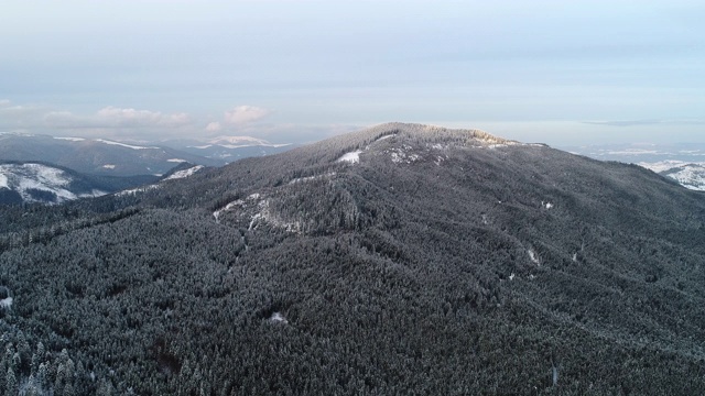 Winterland，在暴风雪中飞过冷杉树。冷,carpatian视频素材