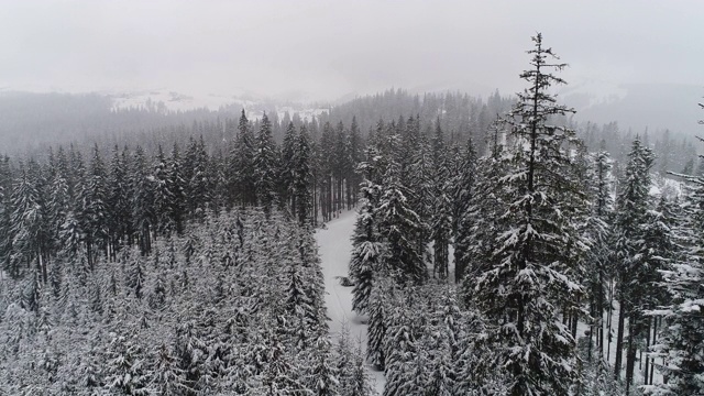 Winterland，在暴风雪中飞过冷杉树。冷,carpatian视频素材