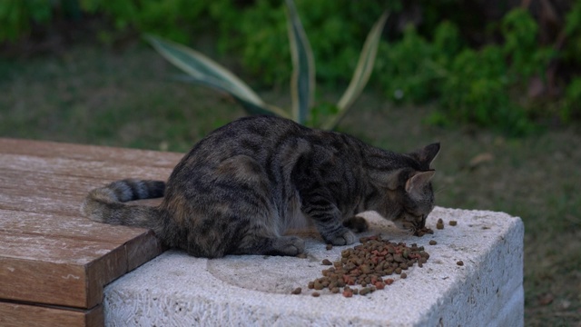 流浪猫吃岩石上的食物视频素材