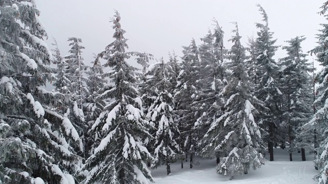 高大、浓密的老云杉生长在积雪的山坡上视频素材