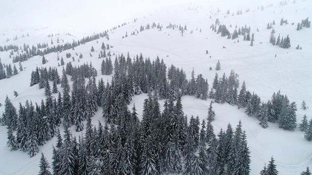 高大、浓密的老云杉生长在积雪的山坡上视频素材