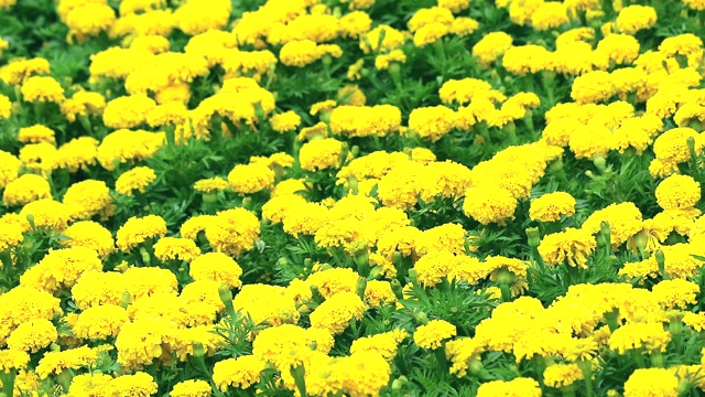 在雨季的田野里，万寿菊盛开视频素材