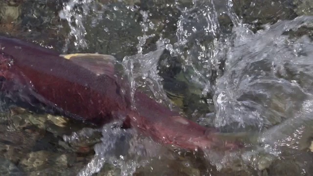 野生红鲑鱼游动在浅水和水花在产卵期间视频素材