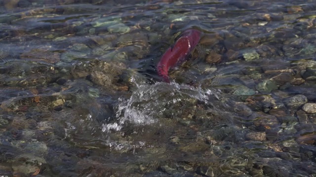 野生红鲑鱼游动在浅水，在产卵时溅水花视频素材