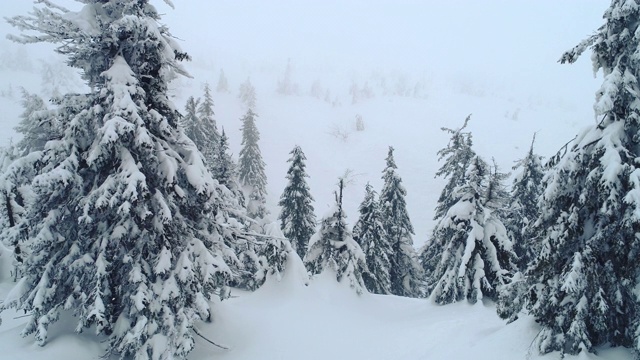 白雪皑皑的树枝上长着美丽的、茂密的、高大的冷杉视频素材