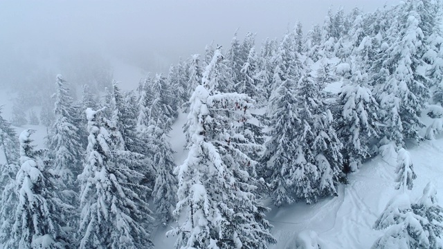 白雪皑皑的树枝上长着美丽的、茂密的、高大的冷杉视频素材