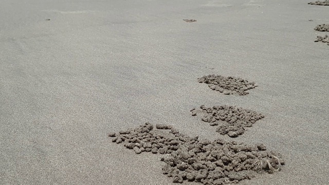 海滩上的蟹在海岸上吼洞视频素材