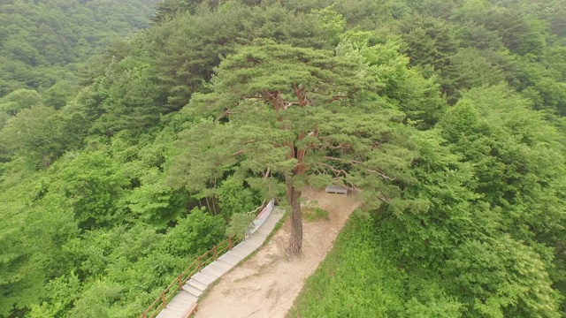 Jirisan Mountain cheonyeonsong(松树)风景/ Guryegun，全罗南道，韩国视频素材