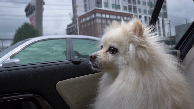 白色博美犬可爱的宠物在车上旅行视频素材