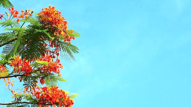 红Caesalpinia pulcherrima花盛开在雨季蓝色的天空背景视频素材