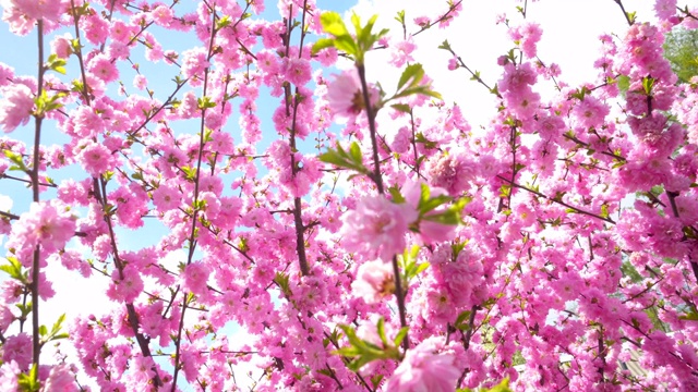 樱花春天的花。春花粉红背景。视频素材