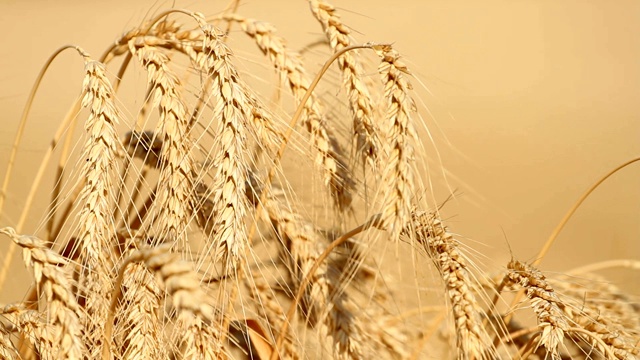 成熟小麦穗视频素材