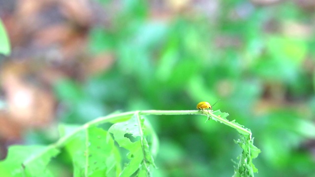 黄瓢虫吃嫩叶是虫的问题视频素材