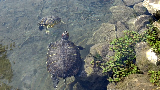 海龟在清澈的湖水中游泳视频素材