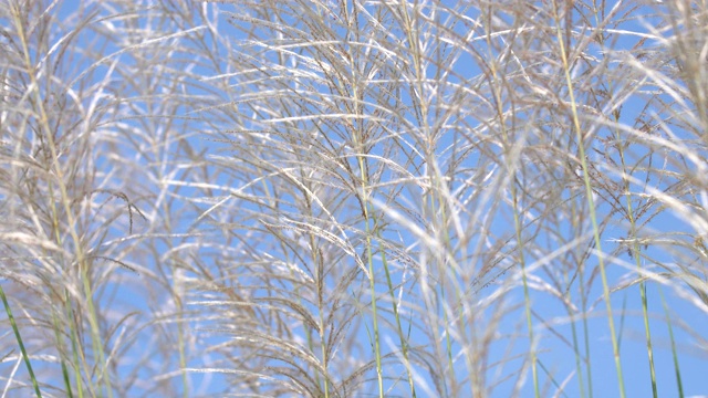 近距离的美丽高大的芦苇花视频素材