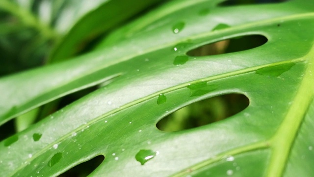 雨林树叶质地苍翠，绿叶不翠。视频素材