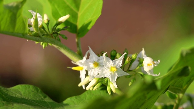 用阳光拉近茄子花视频素材