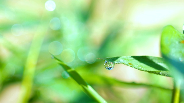 在雨后的清晨，以朦胧的背景，近距离观察竹叶上的一颗露珠。视频素材