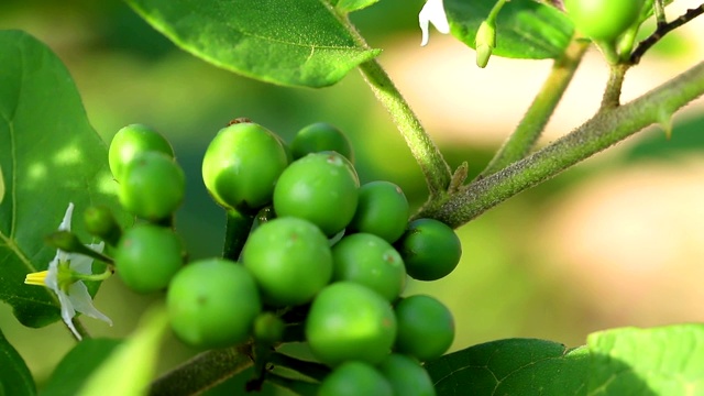 早晨用阳光照射茄子视频素材