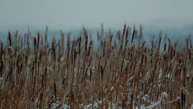 轻雪香蒲慢动作视频素材