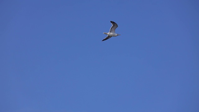 海鸥在海浪的上空自由飞翔视频素材