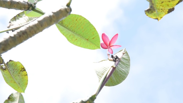 树上花的视频。股票视频视频下载