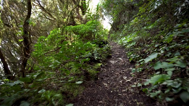 雨林丛林的道路。西班牙，加那利群岛，特内里费岛，阿纳加山脉的雨林。视频素材