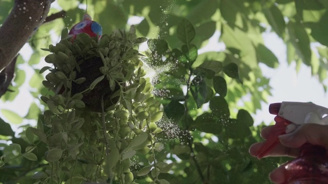 亚洲妇女用水滴浇灌绿色植物。视频素材